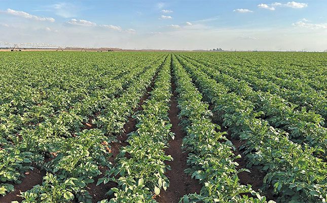 How South Africa’s Leading Potato Farmers Optimize Production