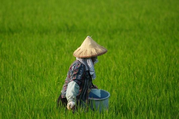 Funding Opportunities in Agriculture, Food & Nutrition