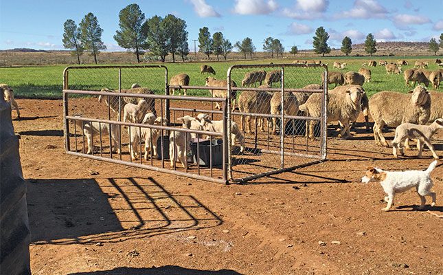 Building on a Family Wool-Farming Legacy