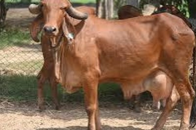 Gir Cattle: India’s Iconic Dairy Breed