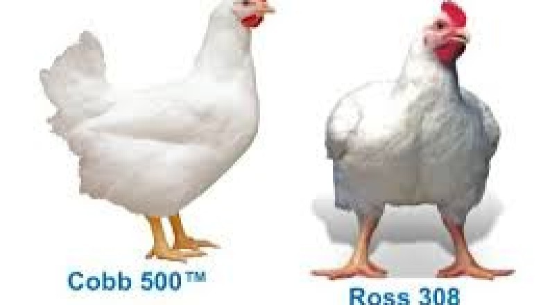 Broiler Chickens (Ross 308 and Cobb 500 Strains): The Backbone of Global Poultry Meat Production