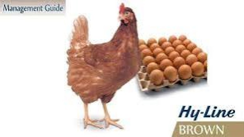 Hy-Line Brown (Layer): Everything You Need to Know