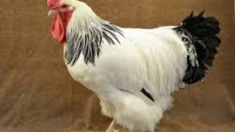Sussex Chicken: A Classic Dual-Purpose Poultry Breed