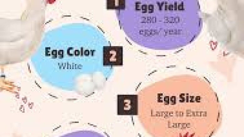 White Leghorn Chicken: The Icon of Egg-Laying Efficiency