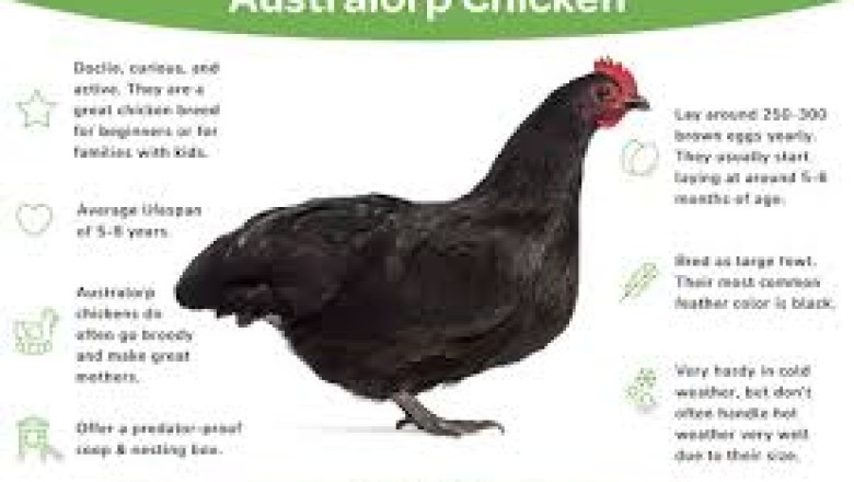 Australorp (Layer): Everything You Need to Know