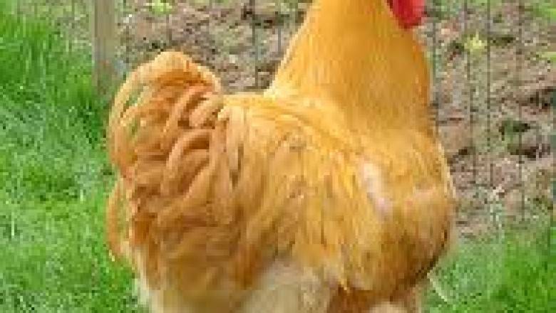 Orpington (Dual-Purpose Chicken): Everything You Need to Know