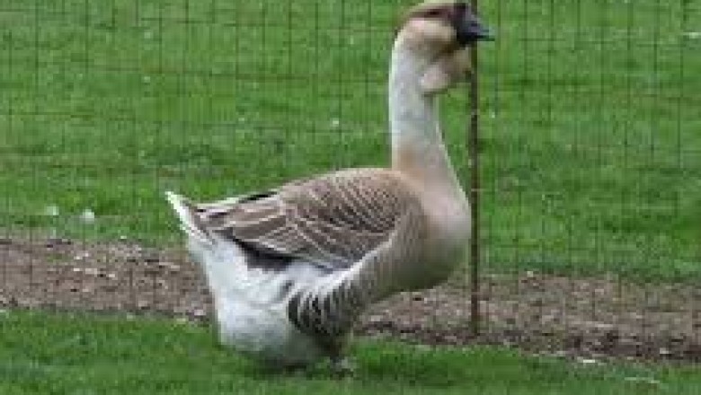 African Goose: The Gentle Giant of the Poultry World