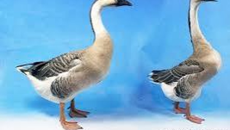 Chinese Goose: The Elegant and Productive Waterfowl