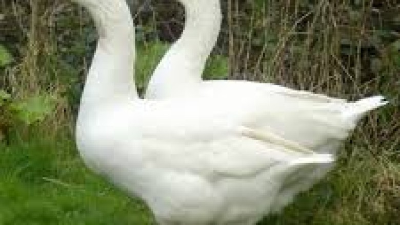 Embden Goose: A Majestic Breed for Meat and Farming