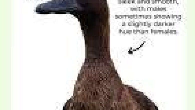 Khaki Campbell Duck (Eggs): The Prolific Egg-Laying Duck Breed