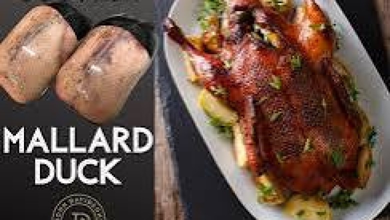 Mallard Duck: The Iconic Wild Duck for Meat and Ornamental Purposes