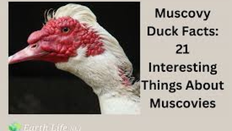 Muscovy Duck: Everything You Need to Know