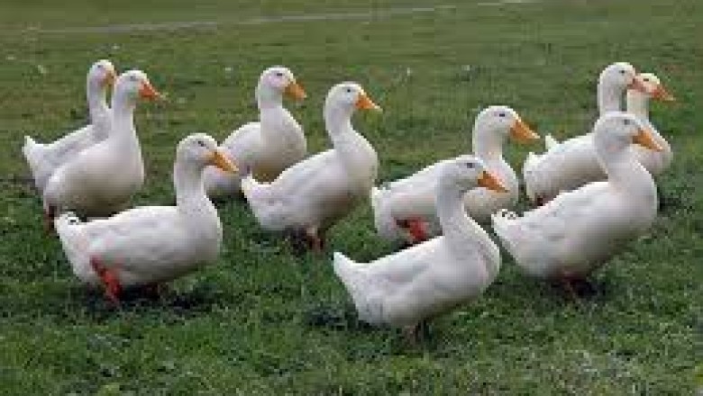 Pekin Duck: Everything You Need to Know