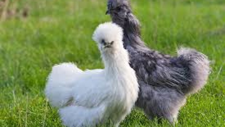 Silkie Chicken (Asia Specialty): Everything You Need to Know