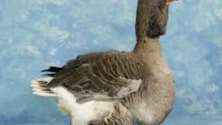 Toulouse Goose: The Majestic French Breed for Meat and Ornamental Use