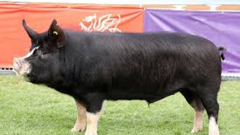 Everything About Pigs (Pork): Berkshire