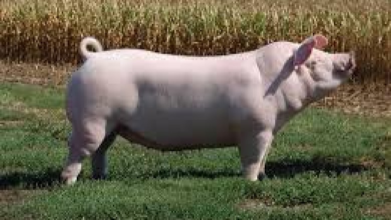 Everything About Pigs (Pork): Chester White