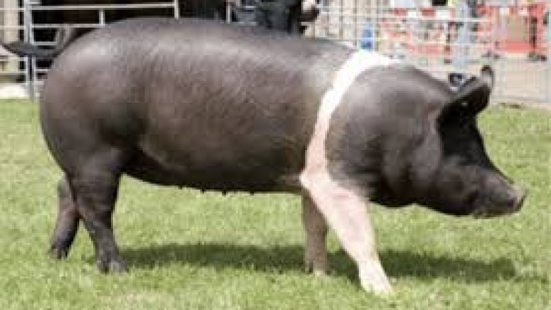 Everything About Pigs (Pork): Hampshire