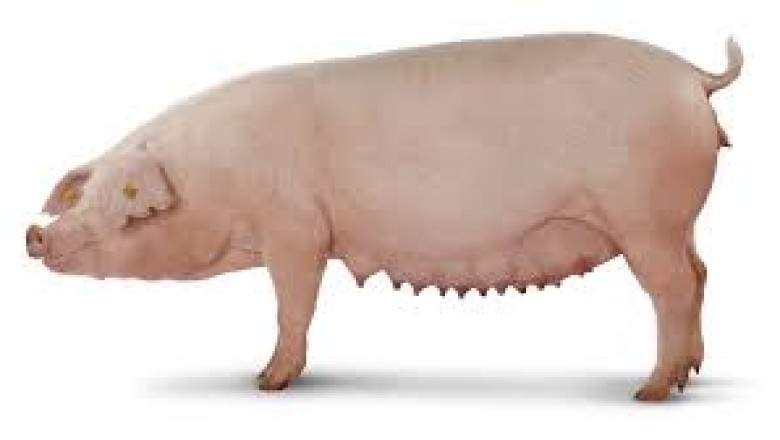 Everything About Pigs (Pork): Landrace