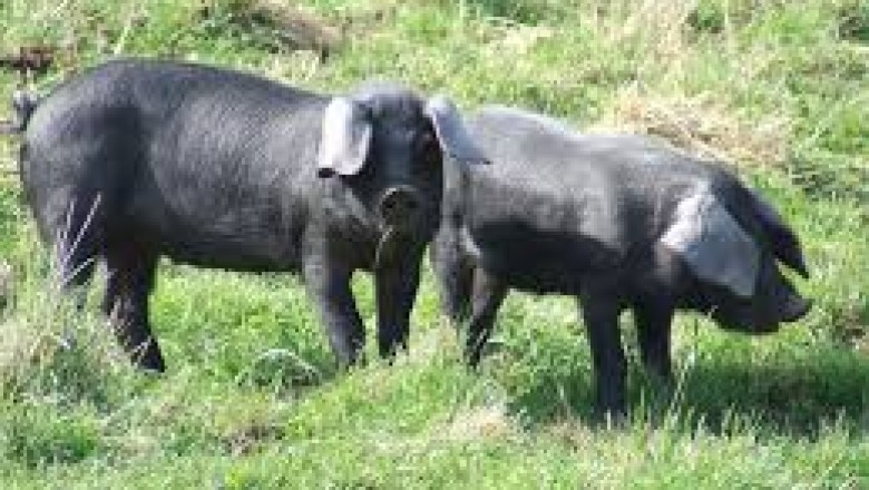 Everything About Pigs (Pork): Large Black