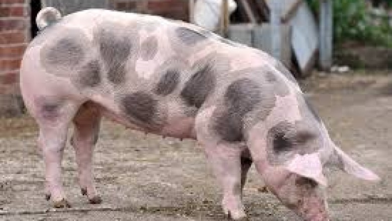Everything About Pigs (Pork): Pietrain