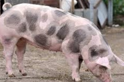 Everything About Pigs (Pork): Pietrain