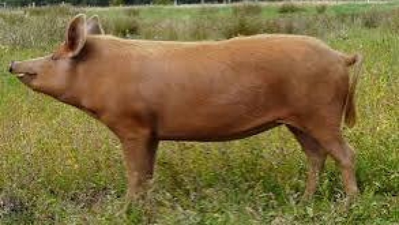 Everything About Pigs (Pork): Tamworth