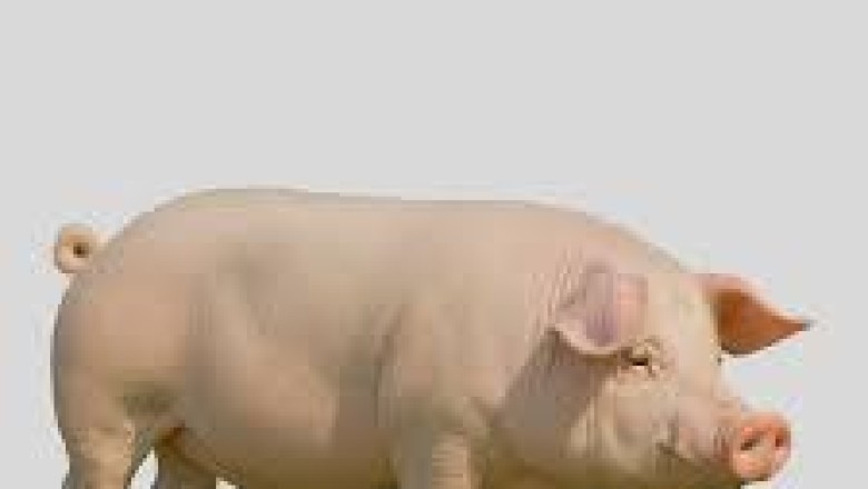 Everything About Pigs (Pork): Yorkshire (Large White)