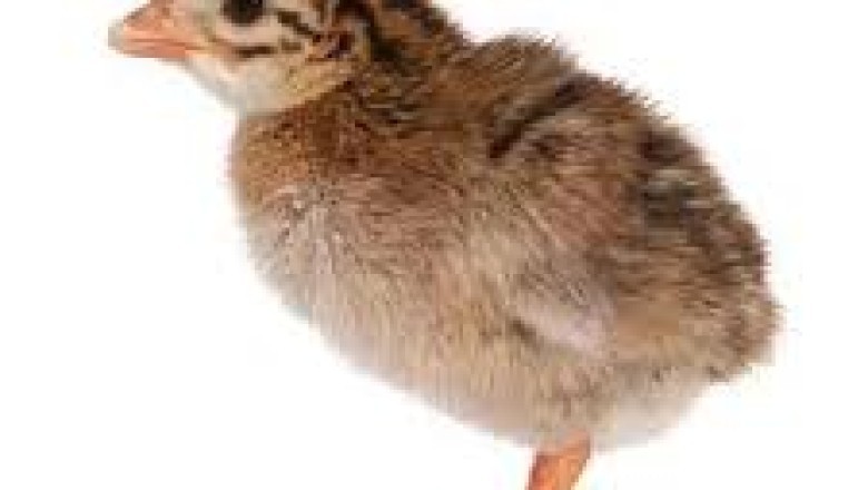 Guinea Fowl (Keets): Everything You Need to Know