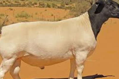 Everything About Sheep (Meat, Wool, Milk): Merino (Fine Wool)