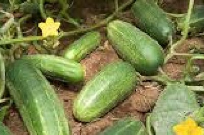 Cucumbers: Everything You Need to Know