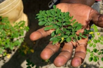 Everything About Moringa (Also Human Food) 🌿