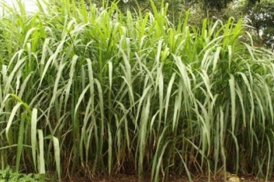 Everything About Napier Grass (Elephant Grass) 🌾 — The Giant of Forage Crops