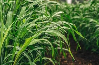 Everything About Sudan Grass 🌾 — A Resilient and High-Yielding Forage Crop