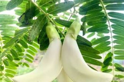 Sesbania: The Multipurpose Forage and Green Manure Crop