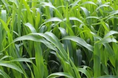 Sorghum-Sudangrass Hybrids: The Powerhouse of Forage Crops