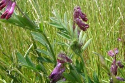 Vetch: The Versatile Forage and Soil-Improving Crop