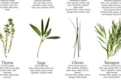 Everything About Medicinal Herbs (Oregano, Basil, Thyme, Mint, Rosemary)