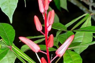 Everything About Quassia (Medicinal Plant)