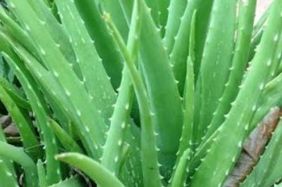 Everything You Need to Know About Specialty and Niche Crops: Aloe Vera