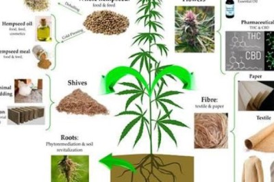 Everything You Need to Know About Specialty and Niche Crops: Hemp (Fiber, Seed, CBD)
