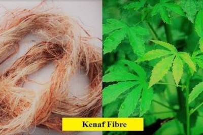 Everything You Need to Know About Specialty and Niche Crops: Kenaf (Fiber)