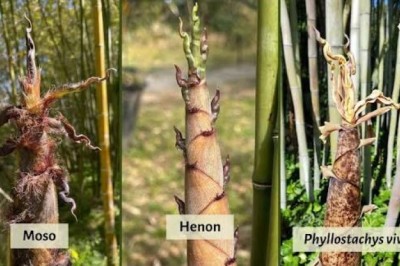 Everything You Need to Know About Specialty and Niche Crops: Bamboo (Timber & Shoots)