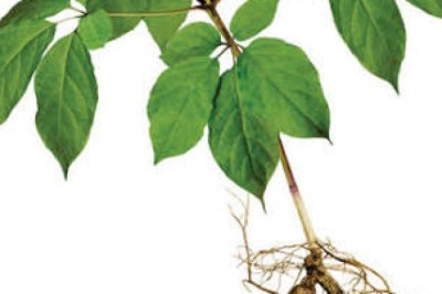 Ginseng